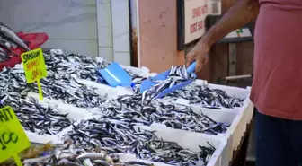 Karadeniz'in İnci Hamsisi Tezgahlarda Bolluk Yarattı
