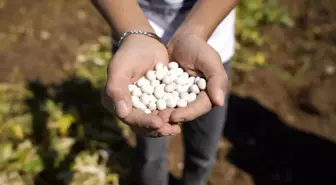 Gümüşhane'nin Coğrafi İşaretli Şeker Fasulyesi Hasadı Başladı