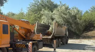 Muğla'da Zeytin Ağaçları Bilimsel Yöntemlerle Taşınıyor