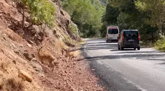 Munzur Vadisi Milli Parkı'nda Yaban Hayatı Tehdit Altında