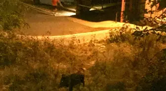 Domuz Saldırısından Son Anda Kurtulan Çocuk Mahalleyi Tedirgin Etti