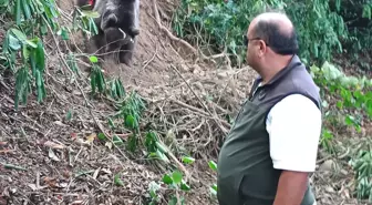 Zonguldak’ta Tuzağa Takılan Ayı Kurtarıldı