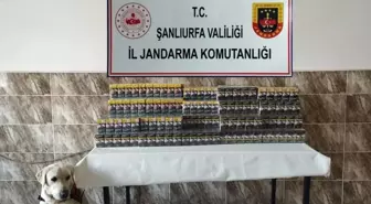 Şanlıurfa'da Jandarma Sigara Kaçakçılığı Operasyonu