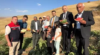 Yüksekova'da Mısır, Karpuz ve Kavun Hasadı Başladı