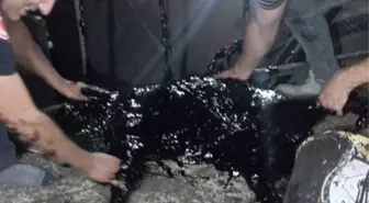 Zift Kazanına Düşen Köpek Hayatını Kaybetti