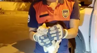 İskenderun'da Aracın Motoruna Sıkışan Yavru Kedi Kurtarıldı