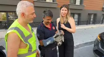 Avcılar'da İtfaiye Ekipleri Mahsur Kalan Kumru ve Yavru Kediyi Kurtardı