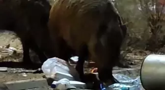 İzmir'de Yaban Domuzları Sokaklarda Çöp Avına Çıkıyor