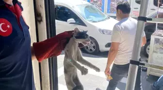 Batman'da Sıkışan Kedi İtfaiye Ekiplerince Kurtarıldı