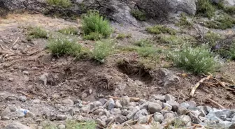 Karşıyaka'daki Orman Yangını Sonrası Ağaçlandırma Çalışmaları Başarıyla Tamamlandı