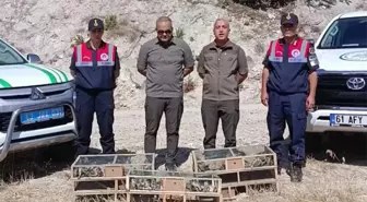142 Saka Kuşu Yeniden Doğaya Salındı