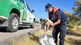 Jandarma Ekipleri, Yol Kenarındaki Yavru Köpekleri Kurtardı
