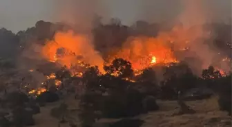 Kuş Göç Yolları Orman Yangınlarından Olumsuz Etkilendi