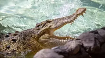 Timsahın saldırdığı 15 yaşındaki kız çocuğu öldü