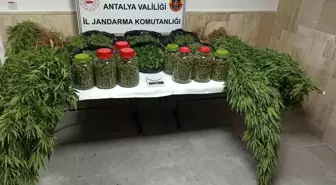Antalya'da Uyuşturucu Operasyonu: 43 Kilogram Skunk Ele Geçirildi