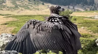 Bolu'da Nesli Tehlike Altındaki Kara Akbaba Doğaya Salındı