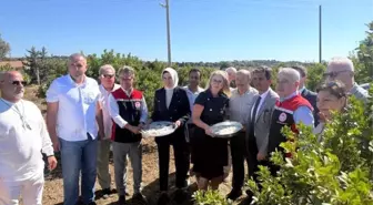 Çeşme'de Damla Sakızı ve Zeytin Hasadı Sezonu Başladı