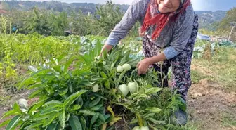 Manisa'da Pepino Yetiştiren İlk Çiftçi Halise Demiröz