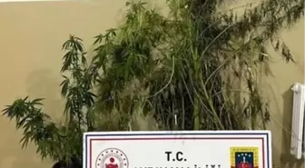 Aydın'da Jandarma Kenevir Ekimi İle Mücadele Etti