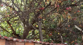 Eskişehir'de Meyve Ağaçlarına İlginç Uyarı: 'İlaçlı ve Çok Zehirli'
