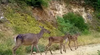 Bursa'da Kızılgeyik Ailelerinin Fotokapan Görüntüleri