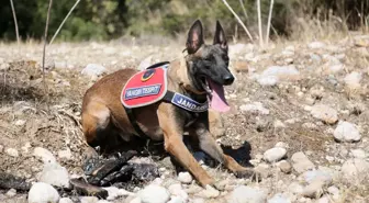 Antalya'da Yangın Tespit Köpeği 'Hane' Orman Yangınlarına Karşı Görevde