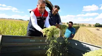 Kars'ta Silajlık Mısır Hasadı: Yüzde 75 Verim Artışı
