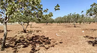 Şanlıurfa'da 3 Günlük Kayıp Yaşlı Kadın Fıstık Bahçesinde Bulundu