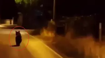Yalova'da Ayı, Otomobilden Kaçtı