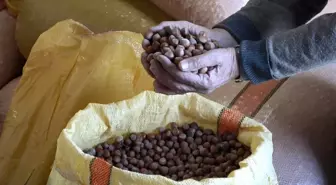 Fındık Fiyatları Yükseliyor: 300 Lira Seviyesinde