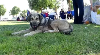 Şanlıurfa'da Başıboş Köpekler Hastane ve Üniversiteyi Tedirgin Ediyor
