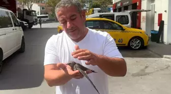 Taksici, Bitkin Ebabil Kuşunu Kurtardı