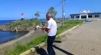 Misinaya Dolanan Martı, Duyarlı Vatandaş Sayesinde Kurtarıldı