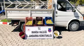 Manisa'da İncir Hırsızlığı: 5 Kişi Suçüstü Yakalandı