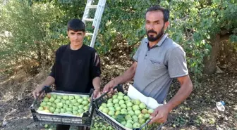 Malatya'da Akçadağ Armudu Hasadı Başladı