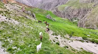 Munzur Dağları'ndaki Yılkı Atları Doğal Yaşam Alanlarında Görüntülendi