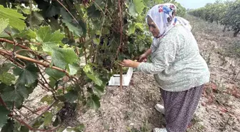 Tokat'ta Narince Üzüm Hasadı Başladı, Rekolte Yüzde 80 Düştü
