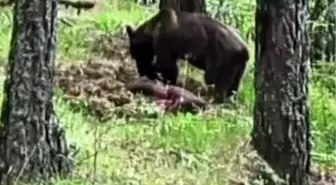 Daday'da Ayı, Avladığı Domuzu Gömüp Görüntülendi