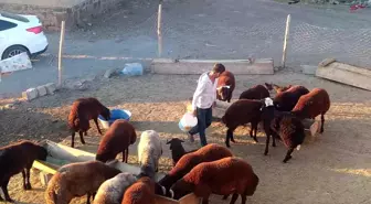 Patnos'ta Besiciler Kış Hazırlığına Başladı