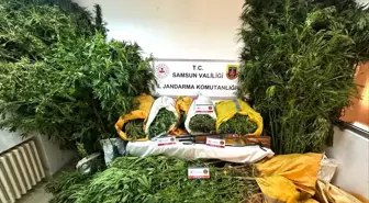 Samsun'da Uyuşturucu Operasyonu: 58 Kilo Esrar ve 495 Kök Kenevir Ele Geçirildi