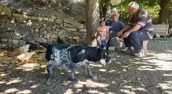 Elazığ'da Tilki Saldırıları, Mahalleliyi Nöbet Tutmaya Zorladı