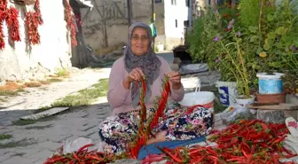 Bilecik'te 160 Yıldır Üretilen Kırmızı Biberin Hasadı Başladı