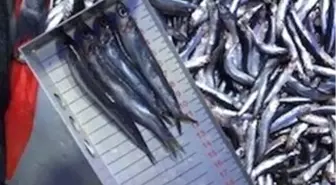 Bilecik'te Balık Satış Yerlerine Denetim Yapıldı
