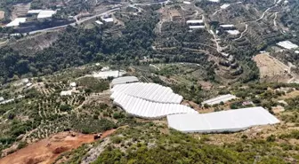 Alanya'da Tropikal Meyve Üretimi Artıyor