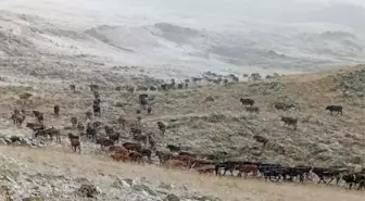 Erzurum'da Kar Yağışı Çobanları Zor Durumda Bıraktı