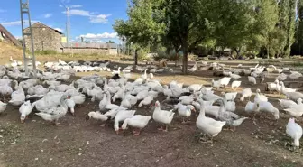 Kars'ta Kaz Eti Hazırlıkları Başladı