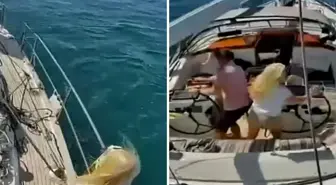 Katil balinalar lüks turist yatını batırdı! Mürettebat canını zor kurtardı