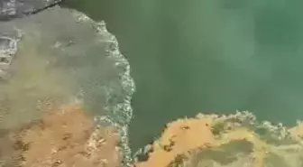 Marmara Denizi'nde Müsilaj Tehdidi Balıkçıları Endişelendiriyor