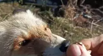 Tilki ile Dostluk: Trabzonlu Adamın Yürek Isıtan Hikayesi