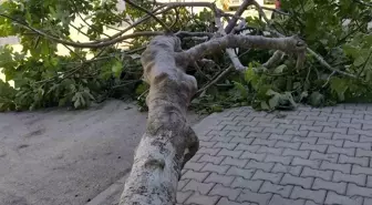Adıyaman'da Şiddetli Rüzgar Bir Ağacı Devrildi